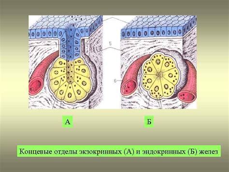 Повышенное секрецирование потовых желез