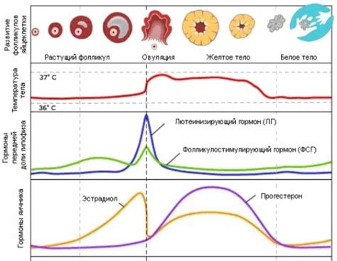 Повышенный уровень гормона ЛГ у женщин