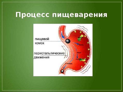 Поддержка пищеварения и обмена веществ