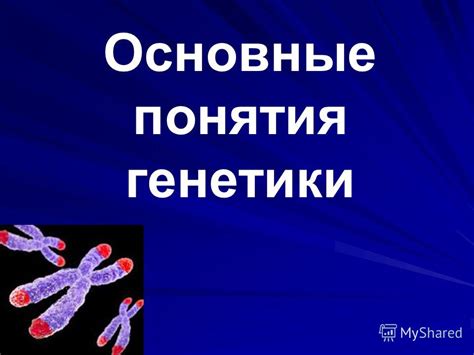 Подзаголовок 3: Влияние генетики на положение ног