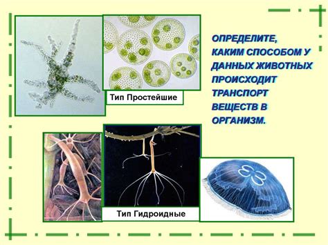 Подзаголовок 3: Накопление токсичных веществ в организмах животных