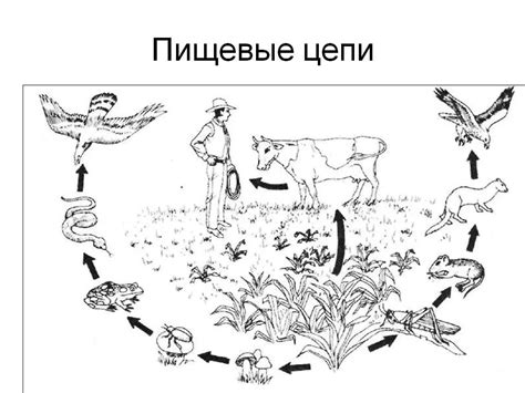 Подзаголовок 4: Поглощение тяжелых металлов через пищевую цепочку