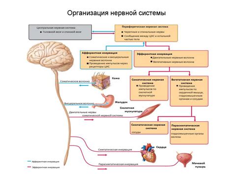 Позитивное воздействие на нервную систему