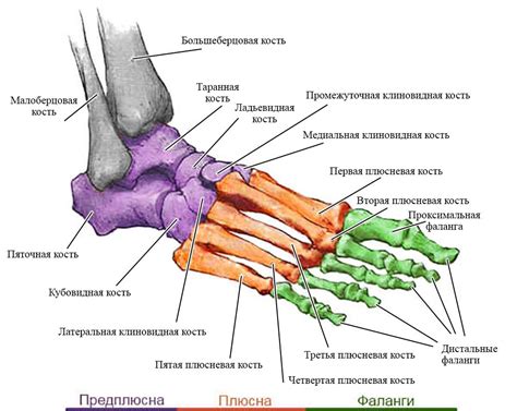 Полезные рекомендации по ускорению закоснения кости на ноге