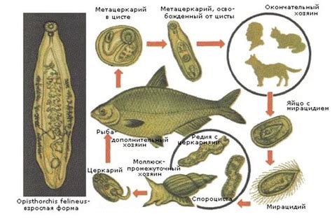 Полезные советы по морожению рыбы от описторхоза