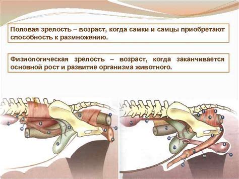 Половая зрелость и процесс созревания петуха