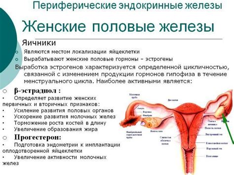 Половые гормоны и расслабление связок