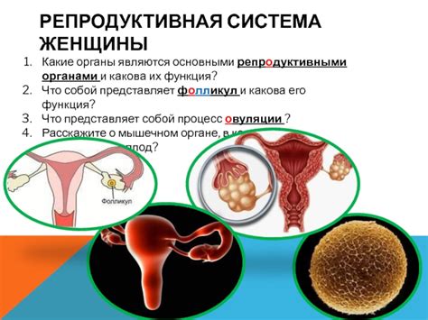 Половые органы и репродуктивная функция