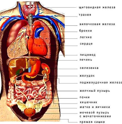 Положение внутренних органов