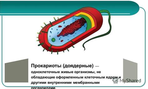 Польза и вред бактерий прокариот