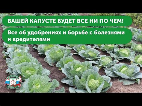 Послеобрезковый уход и подкормка для достижения максимального урожая