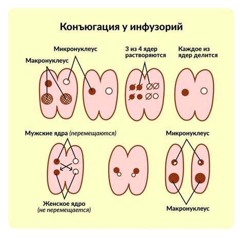 Потенциал инфузорий