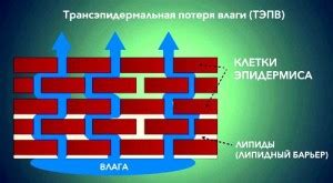 Потеря влаги и пересыхание