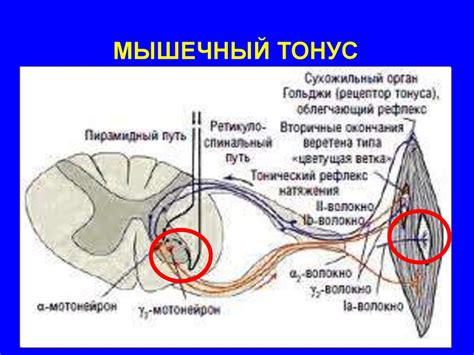 Потеря мышечного тонуса