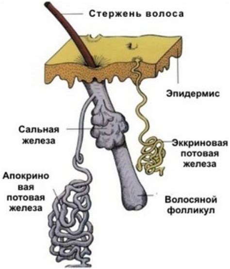 Потовые железы и запах