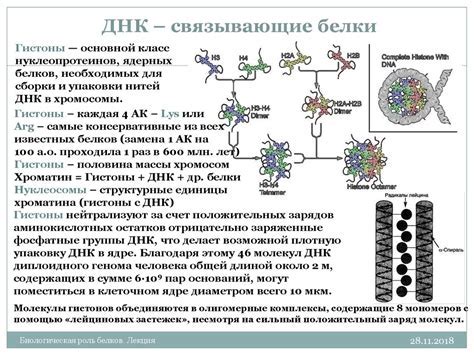 Почему белки не связываются с ДНК бактерий?