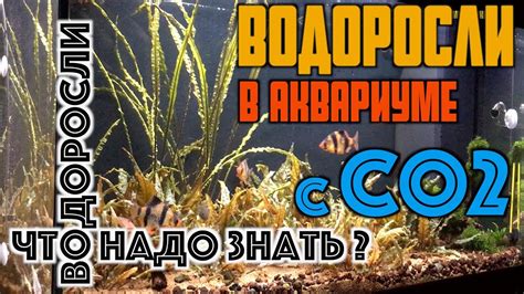 Почему водоросли в аквариуме пожелтевшие?