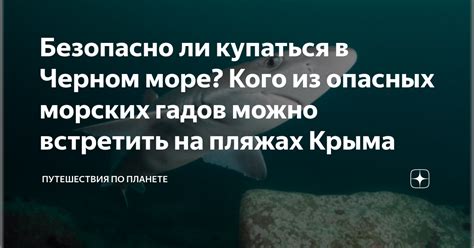 Почему в Черном море можно спокойно купаться: отсутствие опасных хищников