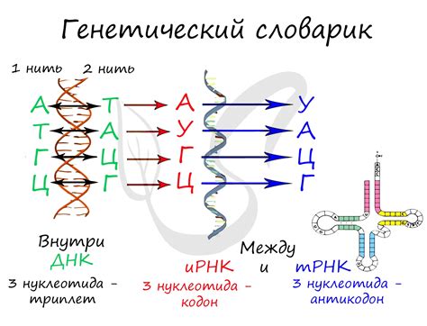 Почему ирнк имеет 6 нуклеотидов