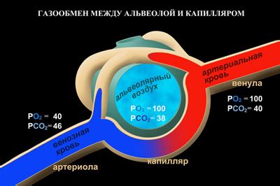 Почему кислород в альвеолярном воздухе меньше?