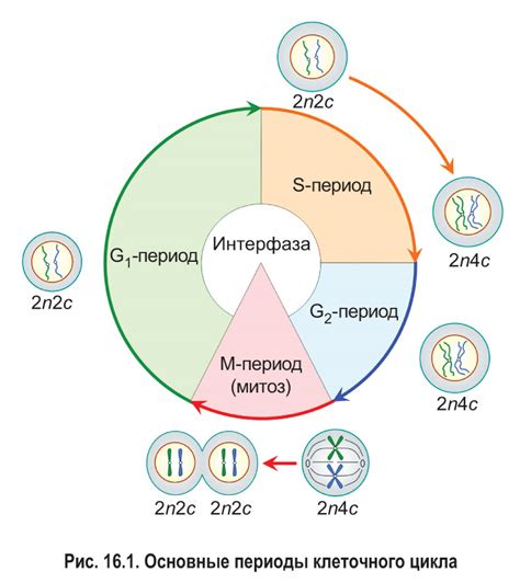 Почему клеточный цикл начинается делением