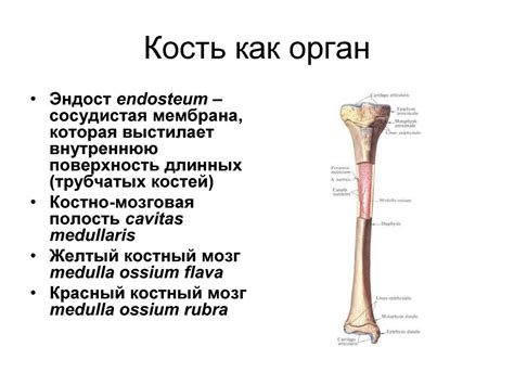 Почему кость - орган?