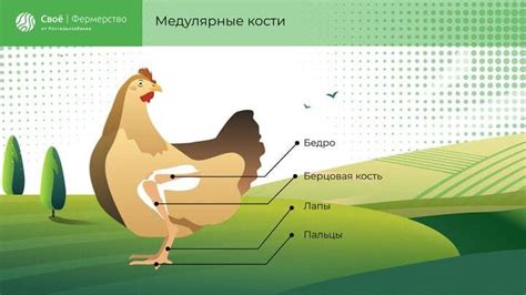 Почему курица перестает есть и пить?