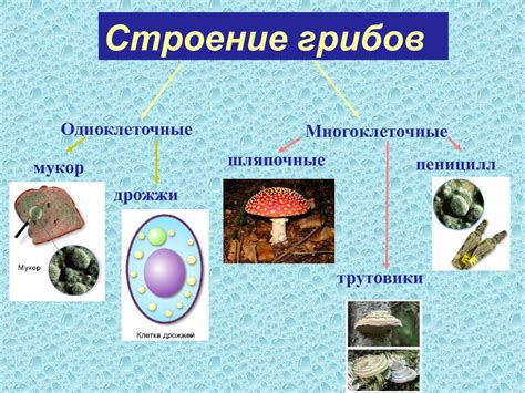 Почему многоклеточные организмы не активируют все гены в каждой клетке?