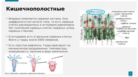 Почему нервная система реагирует на недостаток кислорода?