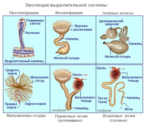 Почему не у всех животных есть органы выделения?