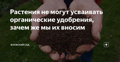 Почему организм не способен усваивать органические вещества: основные причины