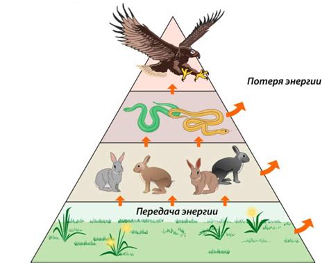 Почему пищевая цепь содержит не более 4-5 звеньев?