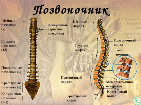 Почему позвоночник состоит из нескольких костей