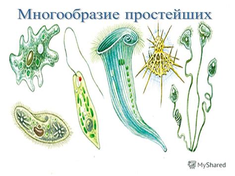 Почему простейшие эти животные?