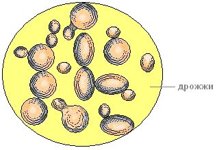 Почему работа дрожжей прекращается в теплой воде