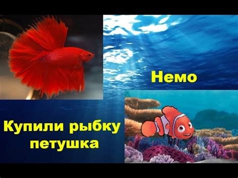 Почему рыбку петушка тянет вверх