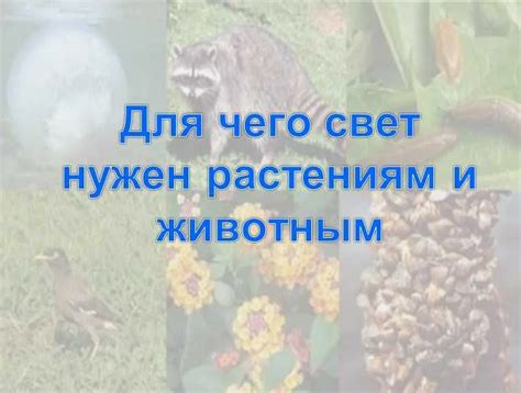 Почему солнечный свет необходим для здоровья