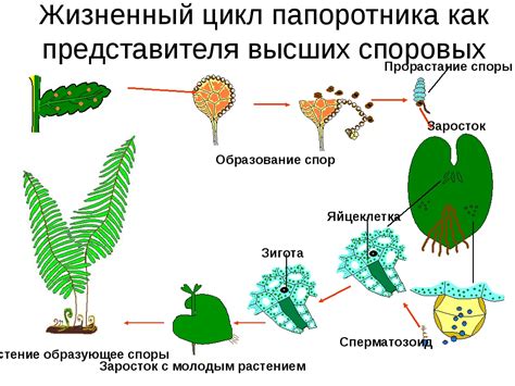 Почему споровым растениям необходима вода