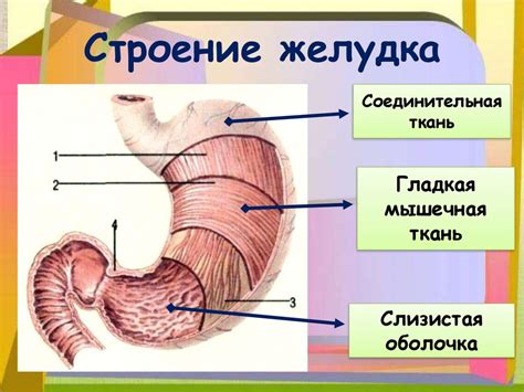 Почему стенка желудка имеет большую толщину?