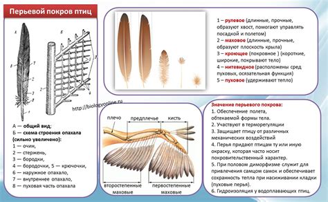 Почему у птиц перья, а не шерсть?