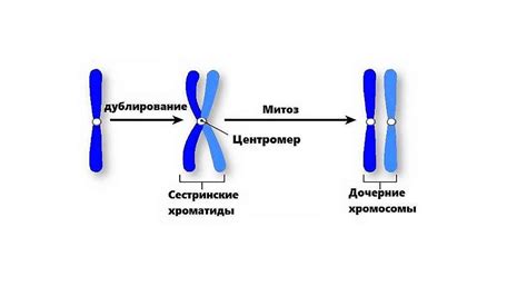 Почему хромосомы уменьшаются во время мейоза?