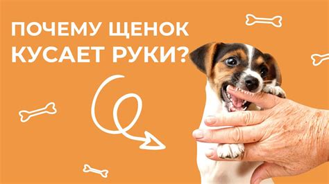 Почему щенок кусает?