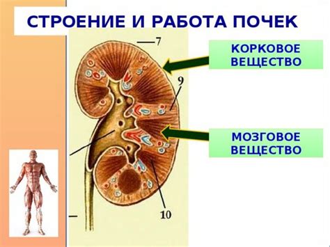 Почки в человеке: их положение и роль