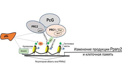 Появление раковых клеток