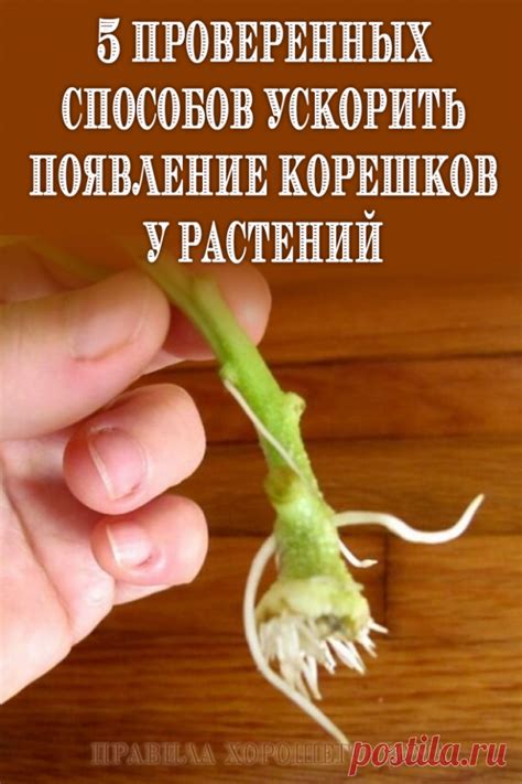 Появление шипицы у растений