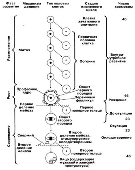 По статистике овогенеза