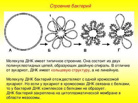 Практическое применение отсутствия связывания ДНК бактерий с белками