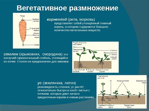 Преимущества использования вегетативного размножения