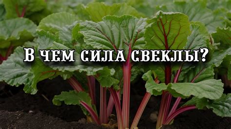 Преимущества свеклы для здоровья