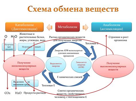 Преобразование питательных веществ в энергию